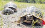 56 tortues d'Hermann volées à la Cupulatta