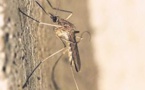 Premier cas humain de virus West Nile en Corse