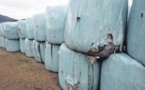 1 200 Tonnes stockées dans un champ à Cauro : Système "D" comme déchets 