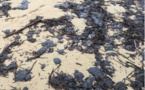 Collision au large du Cap Corse : 8 communes et 24 plages souillées par des boulettes de pétrole