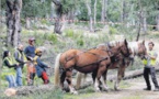 Dans la forêt de Saint-Jean on remet les chevaux au travail