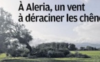 À Aleria, un vent à déraciner les chênes ...