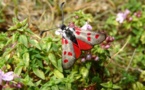 Environnement : en Corse, papillons et libellules en danger