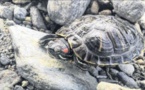 Une enquête participative lancée sur la tortue de Floride