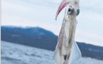 La pêche aux todani, une tradition dans le Cap Corse
