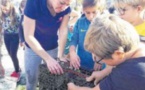 Le port de plaisance de la cité des falaises véritable nurserie pour la faune marine