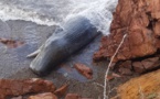 Un cachalot de 12 mètres échoué sur une plage à Galeria