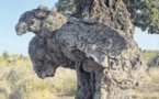 L'Arburacellu élu plus bel arbre de l'année