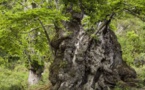 Connaissez-vous un arbre remarquable ?