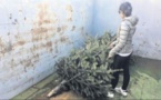 Tri sélectif : des points de collecte pour accueillir les sapins de Noël