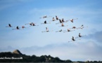 Les flamants roses de retour à Santa Ghjulia 