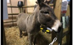 Paris : L'âne corse, star du Salon de l'agriculture 2019