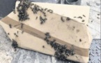  Un essaim d'abeilles sème la confusion dans la rue Fesch