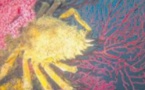 Araignées de mer c'est la fin de la saison 