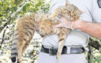 Sur les traces du "chat-renard"