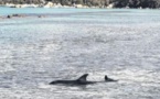 Un dauphin vient mourir dans la baie de Santa Giulia