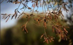 Xylella : la requête des oléiculteurs rejetée