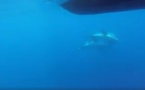 A la rencontre des dauphins de Risso au large du Cap Corse