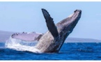 INSOLITE - Une baleine à bosse aperçue en Méditerranée, au large de la Corse 