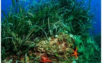 Réglementation des mouillages en Méditerranée et protection des herbiers de posidonie 
