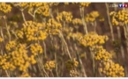 En Corse, l'immortelle représente l'or jaune de l'été. 