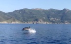Les dauphins de Centuri