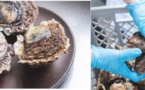 L’huître plate, une perle de la recherche à l’Université de Corse / CNRS
