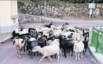 La tradition retrouvée de la transhumance