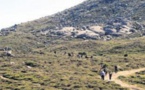 La transhumance, pratique multiséculaire au Cuscionu