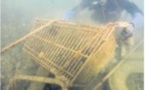 La Méditerranée est la mer la plus polluée d'Europe 