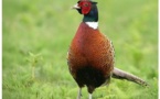 Castellu di Rustinu  U Rustinu : fermeture de la chasse au faisan