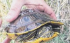 La tortue de Floride, une espèce exotique devenue encombrante