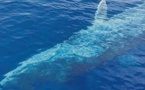 Rencontre incroyable avec une baleine