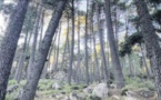 La forêt de l'Ospedale depuis la nuit des temps