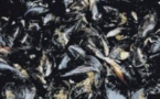  La moule, un aspirateur à pollution