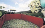 Vendanges : le vignoble corse retrouve (presque) son rythme