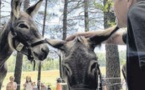 Des ânes au pays des chevaux à l'hippodrome de Viseo
