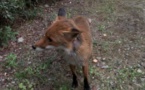 Bastia : quand les renards arrivent en ville 