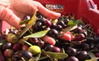 Depuis 15 ans, l’appellation d’origine protégée Oliu di Corsica dope la filière