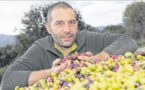 L'olive est rare, mais l'huile de qualité