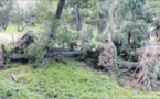 Arbres déracinés à Aiacciu et retour à la normale autour du barrage à Todda