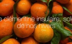 La clémentine insulaire, soleil de nos hivers