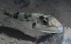 Corse : méfiez-vous du poisson à tête de lièvre
