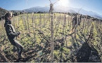 La traction animale (re)gagne du terrain dans l'agriculture