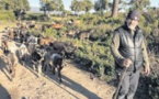 Une journée avec Laurent Utrera et ses chèvres entre mare è monti