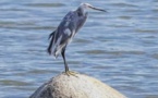 Une curiosité ornithologique rare observée à Arasu