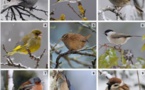 LPO France  : 🐦 Les 25 et 26 janvier c'est le Comptage des oiseaux des jardins. 