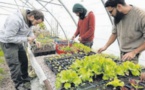 Un jardin pilote pour tendre vers l'autonomie alimentaire