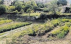 Des formations professionnelles courtes au Campus AgriCorsica