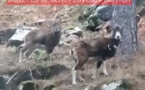 VIDÉO. Ils tombent nez à nez avec des mouflons à Asco